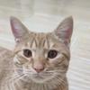 猫王