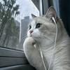 公主是只猫（带5娃）
