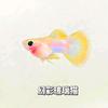 芮芮的养鱼日记