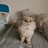 文记喜欢猫咪