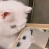 开水学姐🌻（咨询版）