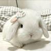 留不得🐰