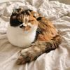 福宝三花折耳猫