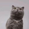 猫咪日记