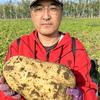 新农人杨永胜
