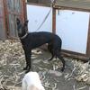 爱犬小黑8