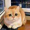 芜湖猫舍小燕子芜湖宠物猫♡爱刷剧的铲屎官