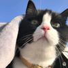 黑猫警长-林局🐱