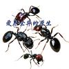 爱养全异的原生