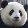 快乐村_村长