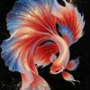小小鱼