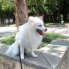 家有银狐犬