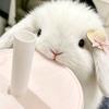 宫瑶悸Miya Yō Ki_🐰