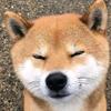 狗了个狗
