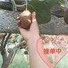 🇨🇳小米家猕猴桃🥝🥝🥝