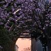 红陶