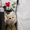 村里的猫与光