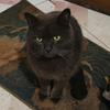 泪水打湿折耳根