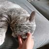 念念小猫咪🐱🐱