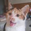 招财猫日记