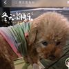 草莓公主（公主）