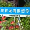 浅笑安然