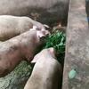农村生态养吃草🌿猪