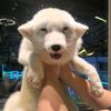 异瞳狐妖九尾🦊