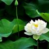 静远～行者