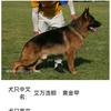 【永 不 背 叛】犬爷