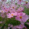 竹心