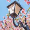 君逢桃花开