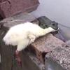 七马赫的猪