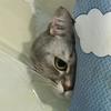粥粥是只猫