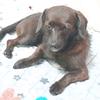 腊肠犬樱桃
