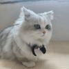 🐱酷盖小兔子🐰