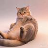 土黑金小暖猫