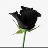 🌹黑玫瑰💖
