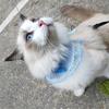 是毛球吖🐱