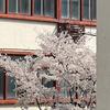 雪漂