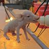 小李在养猪的杂货铺