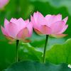 连花