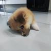 @土豆🥔是土狗