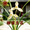 娜家兰花