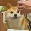 遇丶