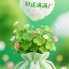 火薇踏春🍀