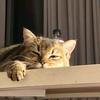 猫性小仙女ｸﾞ