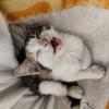 招财有猫饼🐾