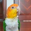 鹦鹉🦜🦜小食堂