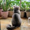墩墩猫猫